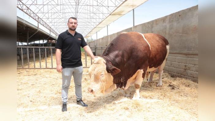 Kayseri'den Salim Asıl: 1,5 tonluk boğa Poyraz'ı 550 bin TL'ye satıyor