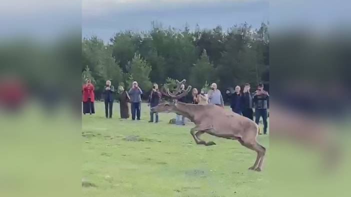 Ordu'da doğaya dört kızılgeyik salındı: Nesli tükenmekte olan türler korunuyor