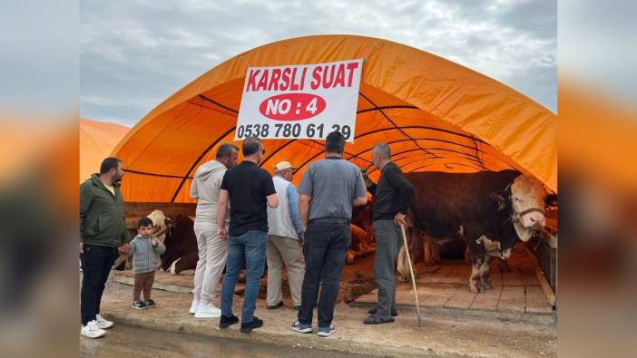 Ankara'da Kurban Bayramı yoğunluğu: 1 ton 200 kilogramlık 'Paşa' ilgi odağı