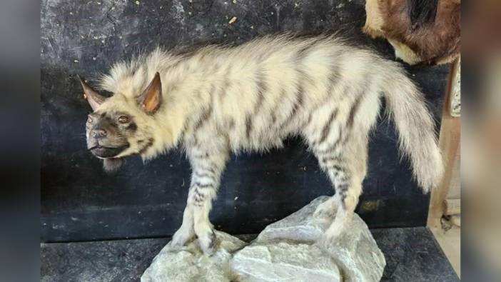 Adıyaman Besni'de Çizgili Sırtlan Müzesi: Doğal yaşamı koruma projesi