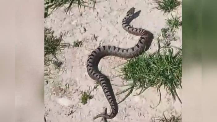 İnegöl'de nadir Kafkas burunlu engereği yakalandı: İtfaiye ekipleri ormana bıraktı