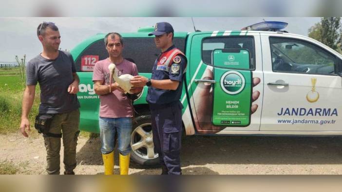 Aydın'da yaralı leylek, tedavinin ardından doğaya döndü