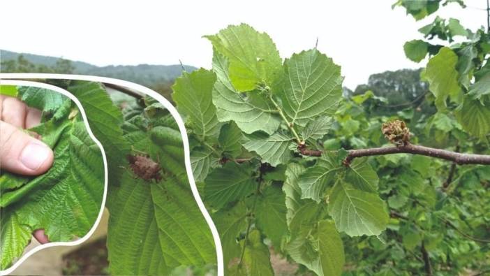 Düzce Tarım ve Orman Müdürlüğü'nden fındık üreticilerine ve arıcılara önemli uyarı: Zararlılara karşı mücadele zamanı