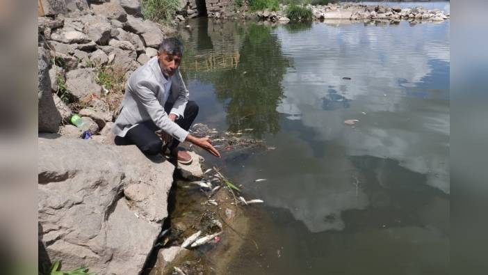 Diyarbakır'da Dicle Nehri kıyısında toplu balık ölümleri: Su seviyesi ve kirlilik etkili