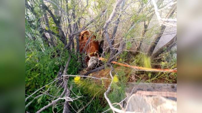 Erzincan'da İtfaiye Ekipleri, Nehre Düşen İneği Kurtardı