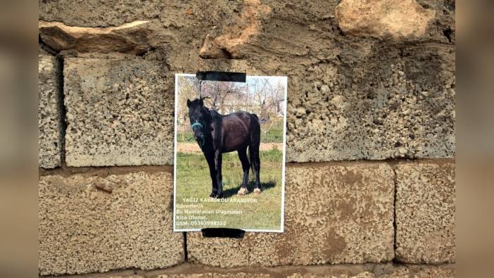 Erciş'te kayıp at aranıyor: Sahibinden ödüllü duyuru