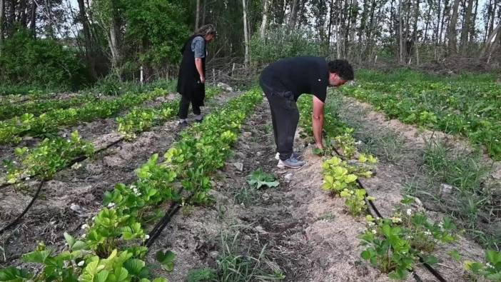 Yozgat'ta çilek bahçeleri artıyor: Üreticiye destek sağlanıyor