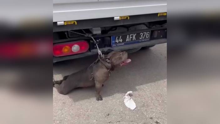 Malatya'da pitbull saldırısı: Kadın yaralandı