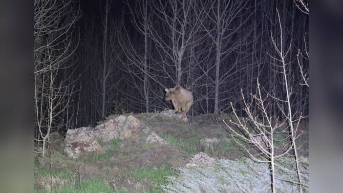 Bitlis'te Nemrut Krater Gölü'ndeki ayılar kış uykusundan uyandı
