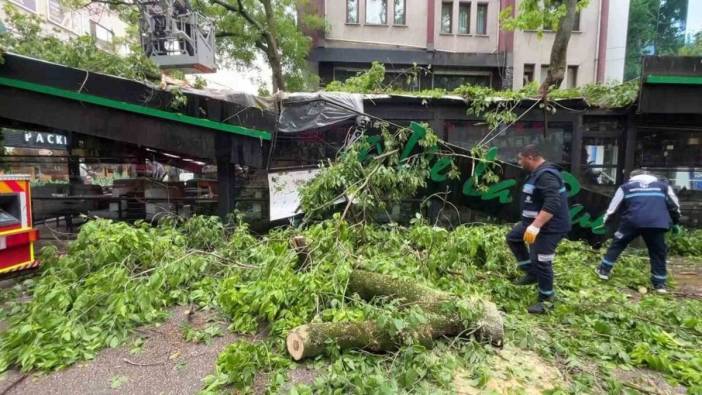 İzmit'te asırlık çınar ağacı devrildi: İki kişi yaralandı