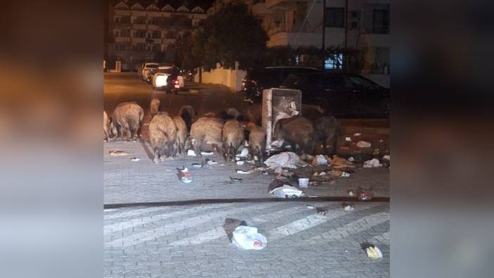 Marmaris'te yaban domuzu istilası: Vatandaşlar tedirgin