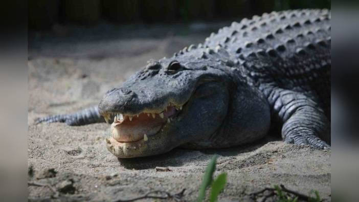 Bursa Hayvanat Bahçesi'nin ilgi odağı: 31 yaşındaki Amerikan Alligatörü