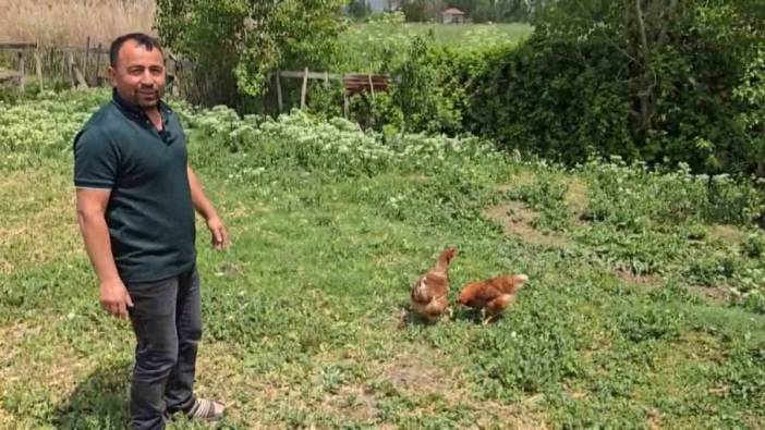 Amasya'da tilki kovalamacası: Vatandaş, 'Kanun namına teslim ol' diye seslendi
