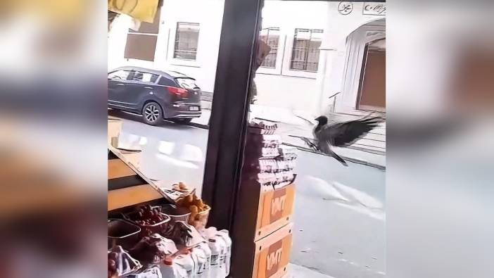 Sultangazi'de karga yumurta çaldı