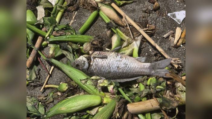 Samandağ'da balık ölümleri: Asi Nehri kıyılarını ölü balıklar kapladı