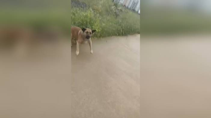 Avcılar'da korku dolu anlar: Sokak köpekleri genç kıza saldırdı