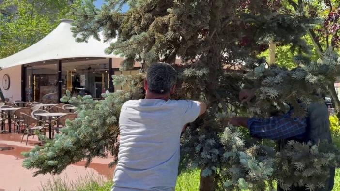 Karasu'da parkta ilginç olay: Çıplak elle ana arıyı yakaladı