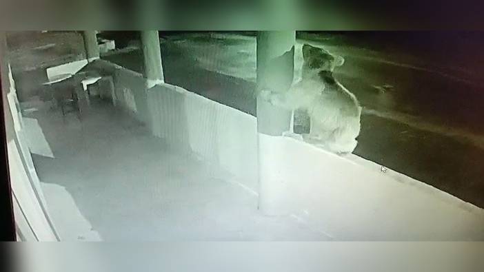 Bayburt'ta aç yavru ayı, alabalık lokantasını ziyaret etti