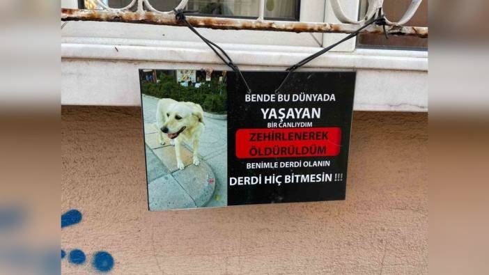 Eskişehir'de yürek burkan tabela: 'Ben de bu dünyada yaşayan bir canlıydım'