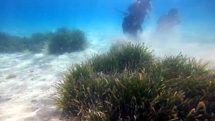 Prof. Dr. Tecer: Deniz çayırları yok oluyor