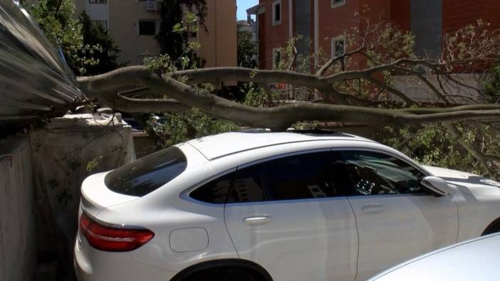 Kadıköy'de inşaat alanındaki ağaç otomobilin üzerine devrildi