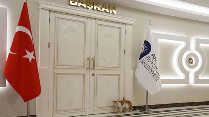 Kedi 'Toros'un yeni yeri, başkanın makamı