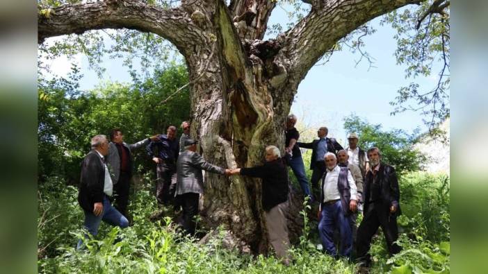 Oltu'da 300 yıllık ceviz ağacı zamana meydan okuyor