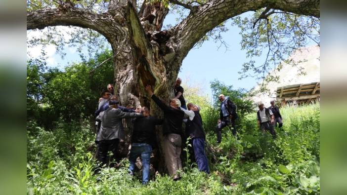 Oltu'da 350 yıllık ceviz ağacı hala meyve veriyor