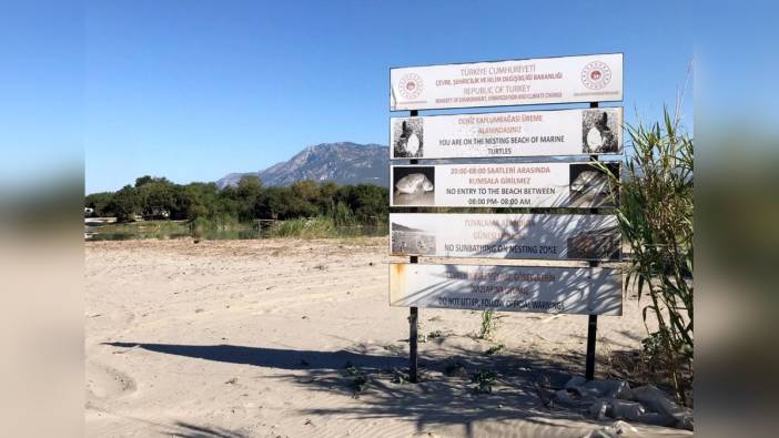 Deniz kaplumbağaları için gece yasağı başladı: Ceza 557 bin TL