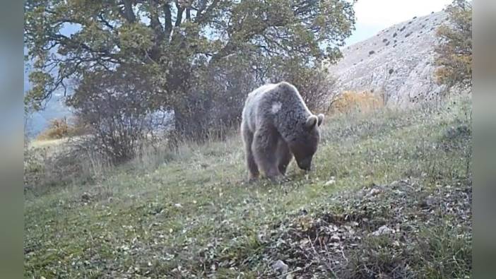 Prof. Dr. Başkaya: Doğuda ayı, batıda domuz popülasyonu insan sağlığını tehdit ediyor