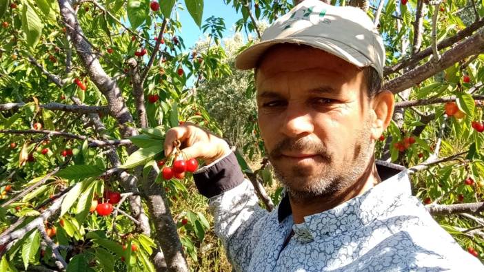 Napolyon kirazının fiyatı üreticileri sevindirdi