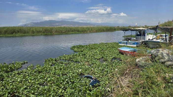 Asi Nehri'nde kirlilik alarmı: Balık ölümleri endişe yarattı