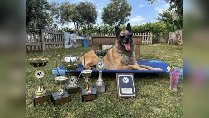 Kuşadası'nın kahraman köpeği Bob hayatını kaybetti