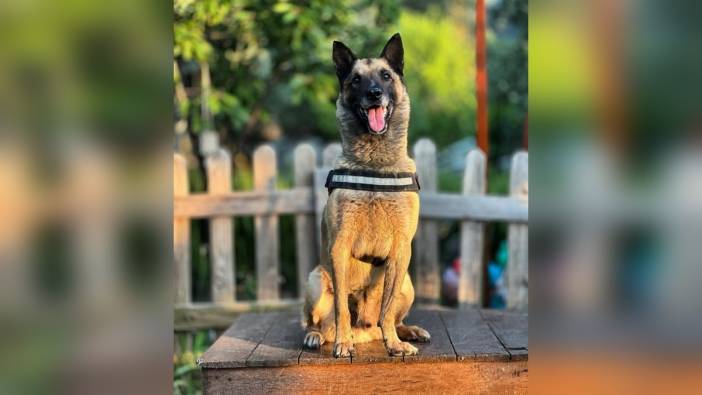 Kuşadası'nın kahraman köpeği Bob hayatını kaybetti