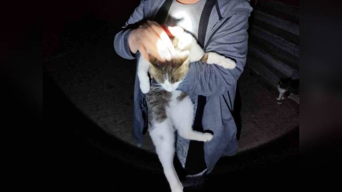 Erzincan'da mahsur kalan kedi itfaiye tarafından kurtarıldı