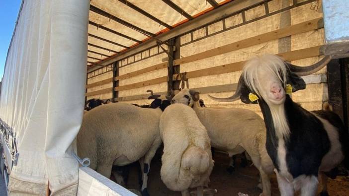 Erzincan'da kurbanlık sevkleri denetleniyor