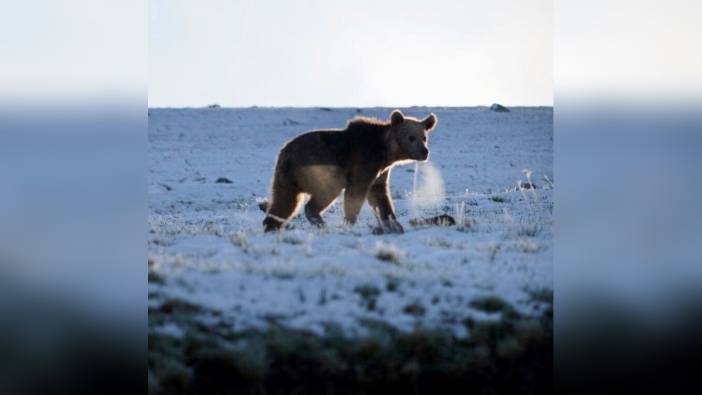 Posof'ta kış uykusundan uyanan ayı görüntülendi