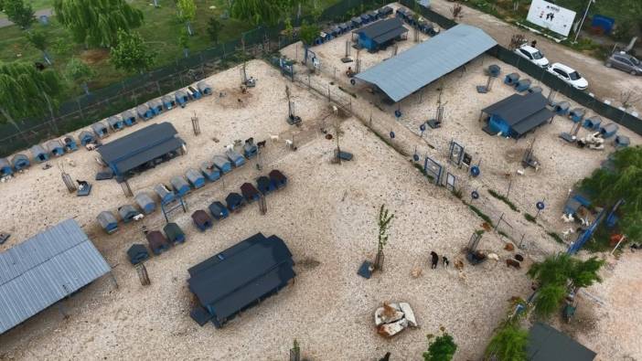 Terk edilen hayvanlara müzik terapisi: Bursa'da Emekli Hayvan Çiftliği huzurlu bir yuva sunuyor