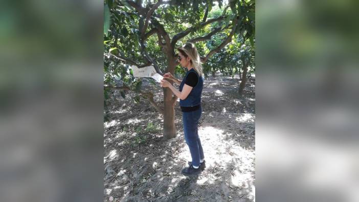 Söke'de akdeniz meyve sineği ve zeytin sineği tuzakları kontrol edildi