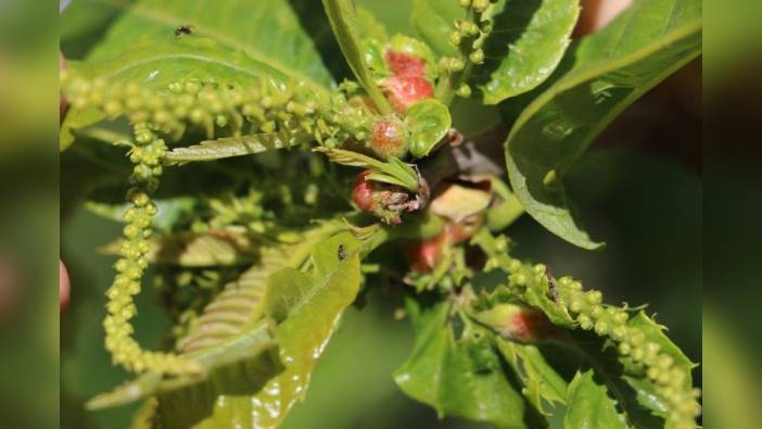 Samsun'da kestane gal arısına karşı biyolojik mücadele başladı