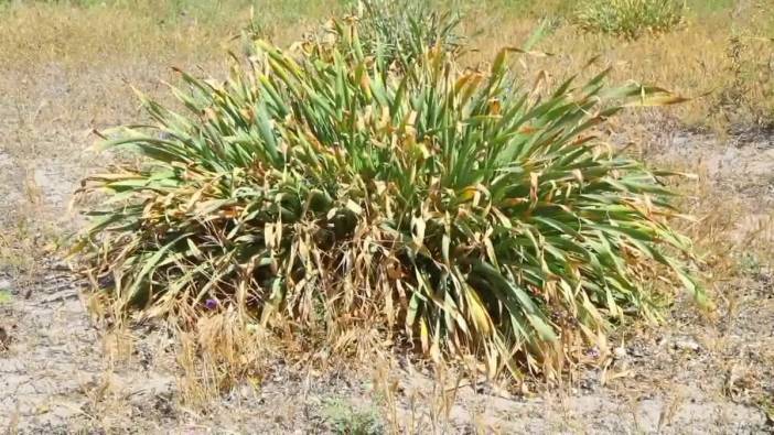 Bodrum Belediyesi'nden 22 Mayıs Uluslararası Biyolojik Çeşitlilik Günü etkinliği