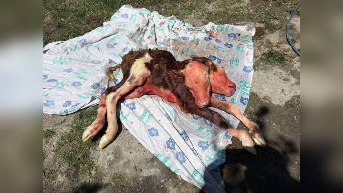 Bartın'da çift başlı buzağı ölü doğdu