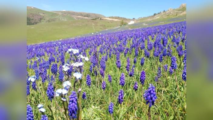 Ordu'nun Çambaşı Yaylası'nda dağ sümbülleri doğaseverleri büyülüyor