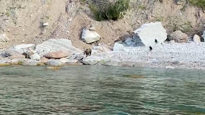 Bartın'da sahile inen yavru ayı için vatandaşlar uyarıldı