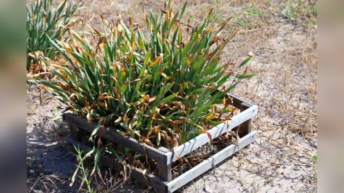 Bodrum'da kum zambakları için farkındalık etkinliği