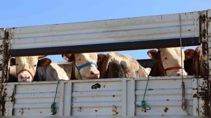 Kurbanlık sevkiyatı denetimleri Erzincan'da başladı
