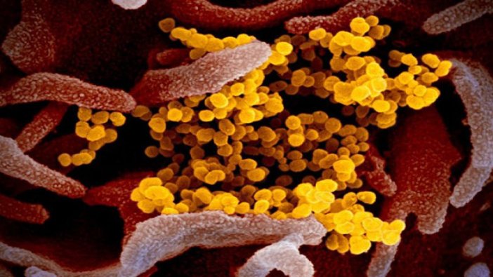 Covid-19’un (koronavirüs) fotoğrafları yayımlandı