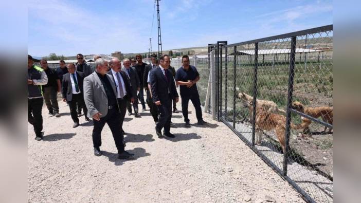 Çorum'da sokak hayvanları için doğal yaşam alanı tamamlandı