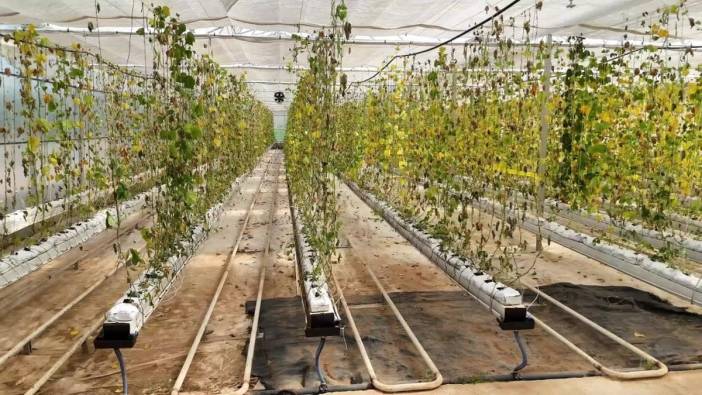 Buca Belediyesi serasına saldırı: 1,5 milyon liralık zarar