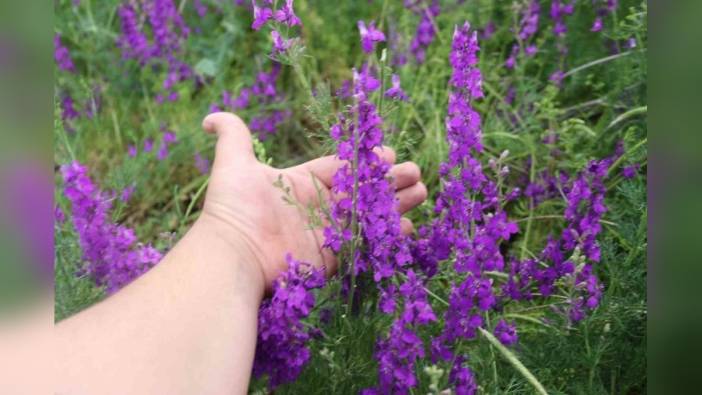 Eskişehir'de mor renkli Söğüt Otları doğaseverleri büyüledi